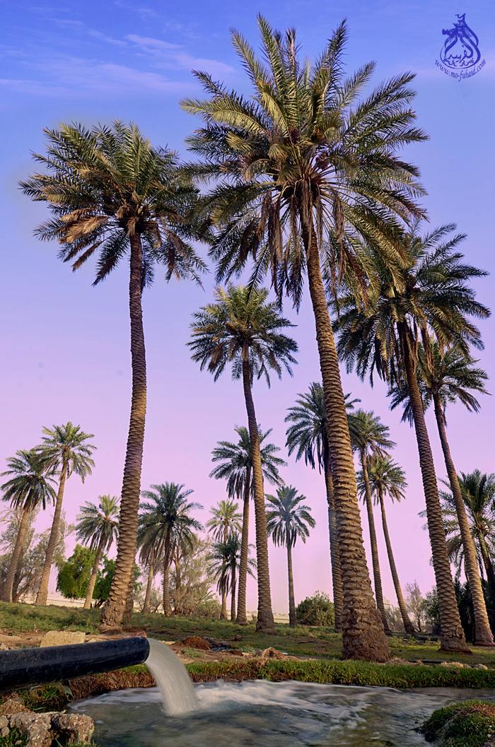 mulhim_n's tweet photo. هي الأحساء ❤❤❤❤❤ http://t.co/gZcNBDOelF