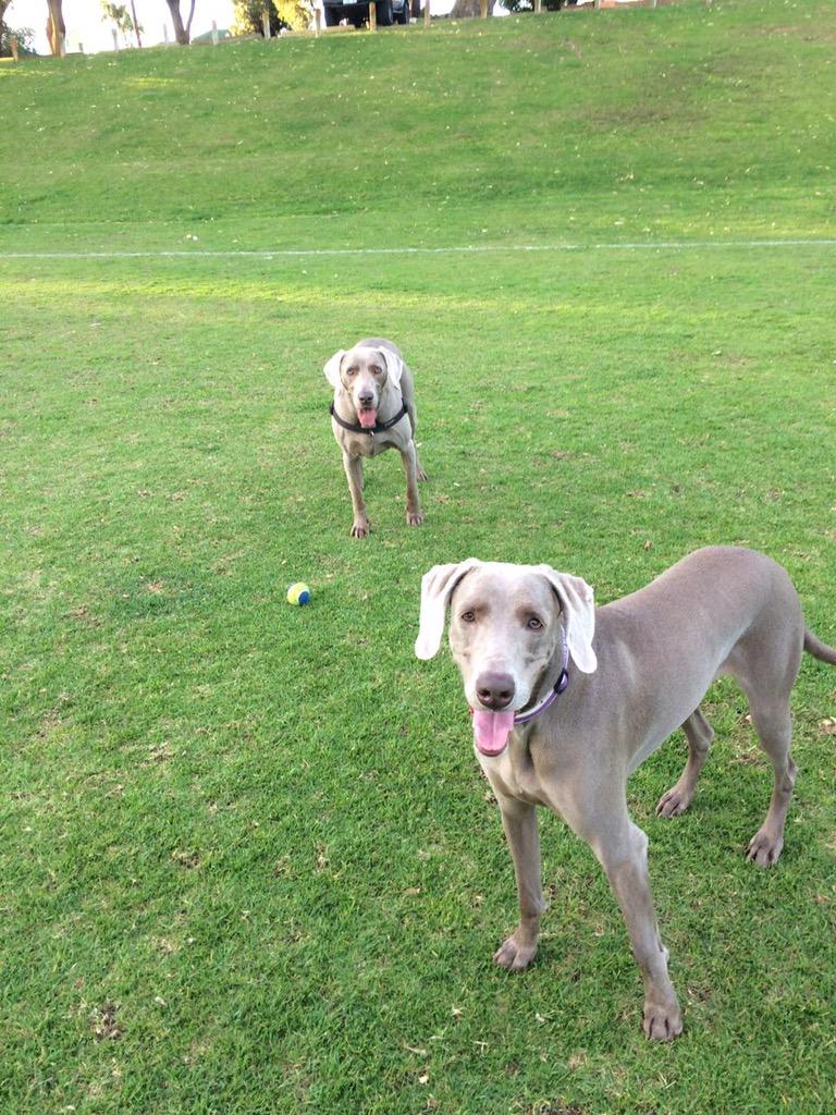 collpe's tweet image. Harley meets Lady Stacy