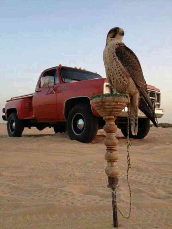 فيصل غازي (@fzghdf078195) on Twitter photo 