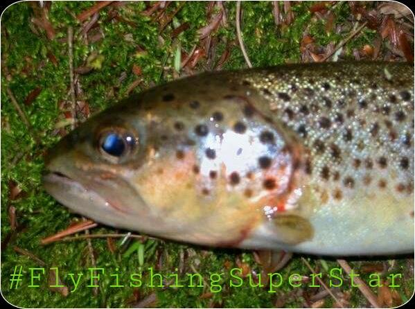 __IrishDoc__'s tweet photo. #BrownTroutOnTheFly #ERDOC #FlyFishingSuperStar http://t.co/Ew4Wrafqc4