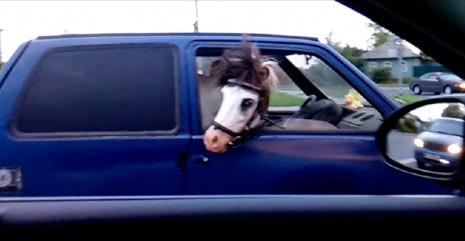 Breakingcoffee_'s tweet photo. Horsing Around Town In A Tiny Car! http://t.co/r3oWYJtbT5 #horse #Viral http://t.co/fI532mCkzG