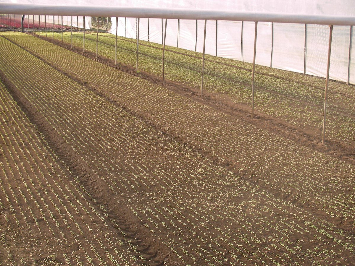 Solagro tweet media