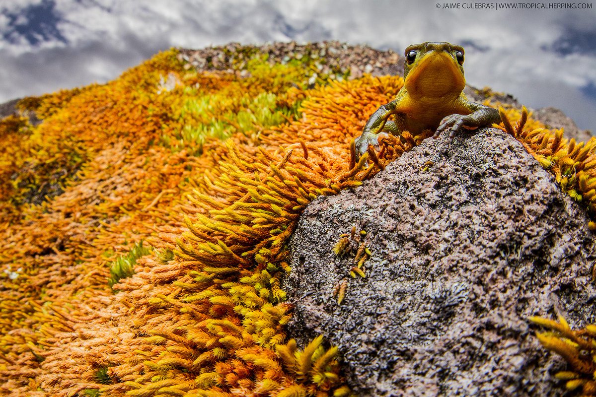 NatExplorers's tweet image. The Azuay Stubfoot-Toad (Atelopus bomolochos) is back! facebook.com/26513261017570… | @TropicalHerping #BackFromExtinction