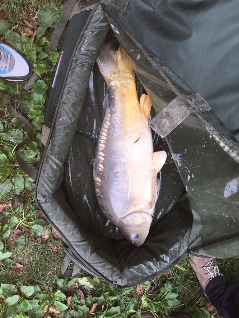 Steveizi tweet media