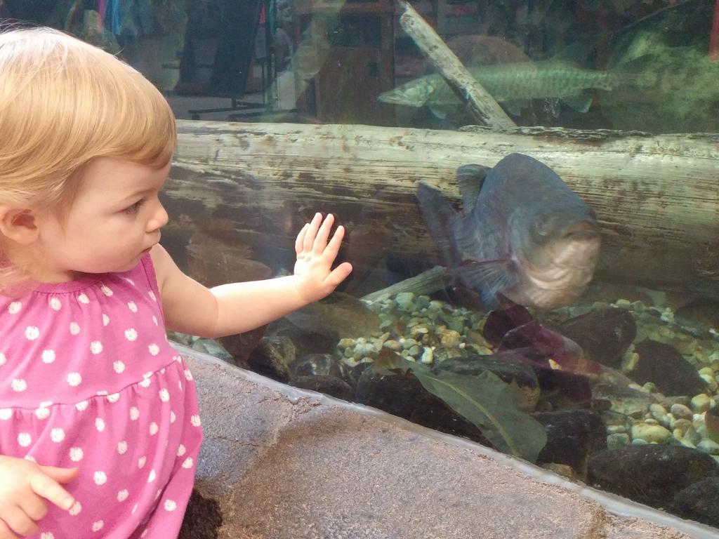 bquinnu2's tweet photo. #TWEETTHEFISH http://t.co/QQI7Q6n847