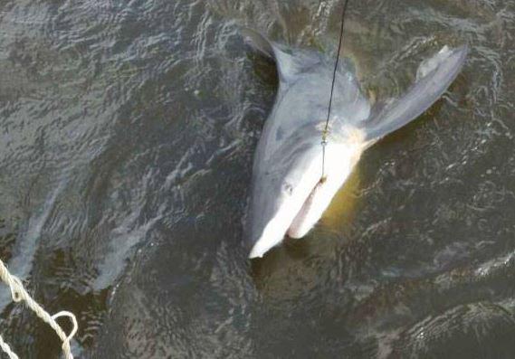FOX8NOLA's tweet photo. 5-foot shark caught in Lake Pontchartrain http://t.co/GuxQImSuDQ http://t.co/uoXDMkte0T