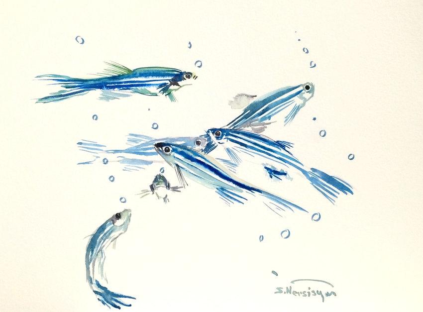 surenart's tweet photo. Danio, Zebra Fish, Original watercolor painting, 12 x 9 inches, aqua… http://t.co/9RPpjwWE63 #Watercolor #DanioFish http://t.co/QU5eqlWIy8