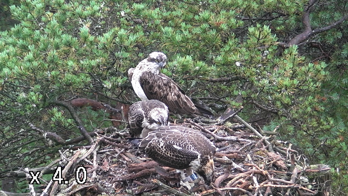 Both chicks are doing very well after their first flight last week. A busy nest this morning! #ospreys