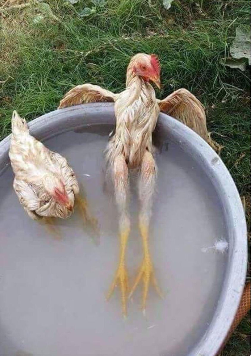 WoudEnsemble's tweet photo. Ff lekker afkoelen....
De Keizer van de kippen
Bij het rijk van de keizer http://t.co/IeQrsYHE5Q