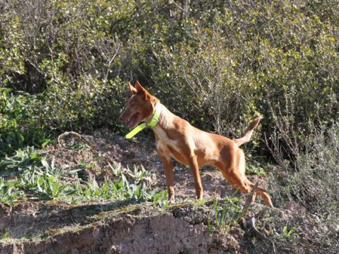 andaluciacaza's tweet photo. Enamorado del #podenco andaluz? Esta información te interesa: http://t.co/Re1YYO2U60 http://t.co/QWljxKwUuT