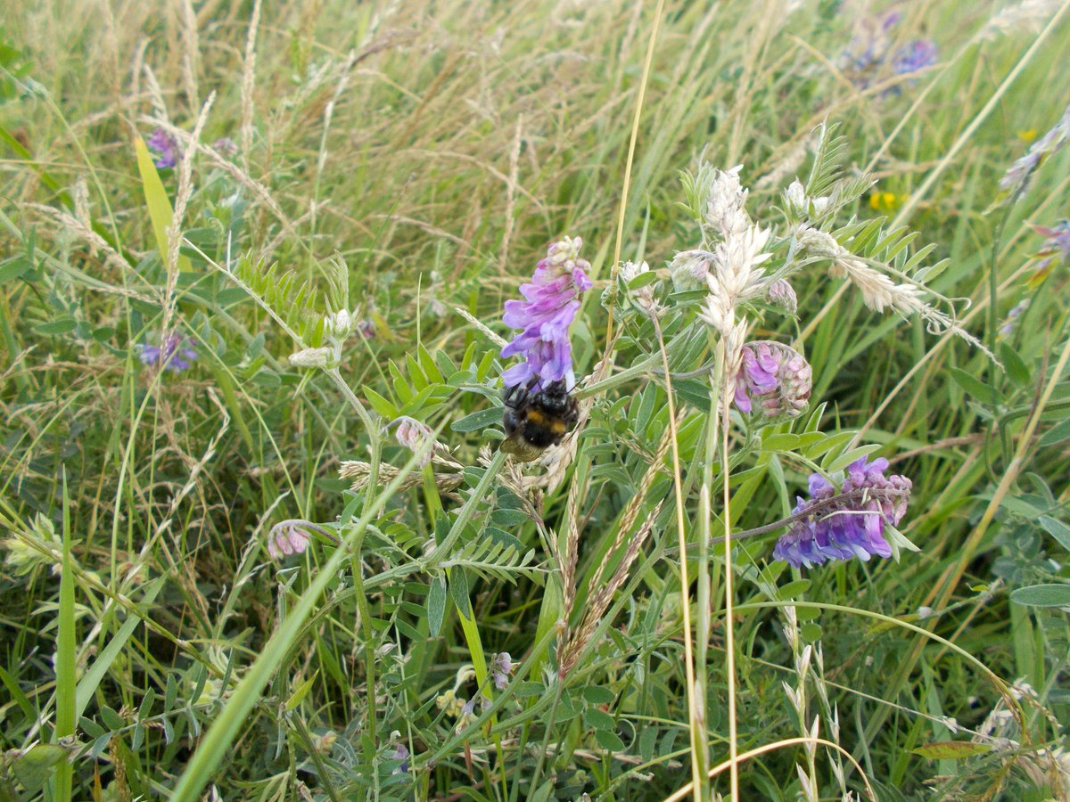 nikkigammans's tweet photo. To see video footage of this years 1st worker short-haired bumblebee visit our facebook page https://t.co/xVJNWzASsp http://t.co/3J8rlfBwEw