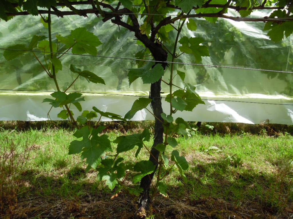 Journalist, Editor at the Spectator kindly altered article bit.ly/1JqXHj0  to mention trunk renewal solution