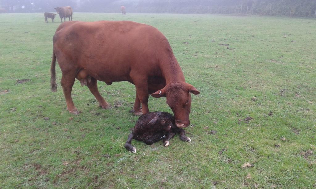 kittowsbutchers's tweet photo. #farm24 newborn today! #redrubydevons # Cornish #farming http://t.co/6pme5ywnNW