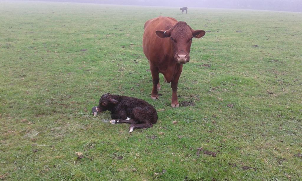 kittowsbutchers's tweet photo. #farm24 newborn today! #redrubydevons # Cornish #farming http://t.co/6pme5ywnNW
