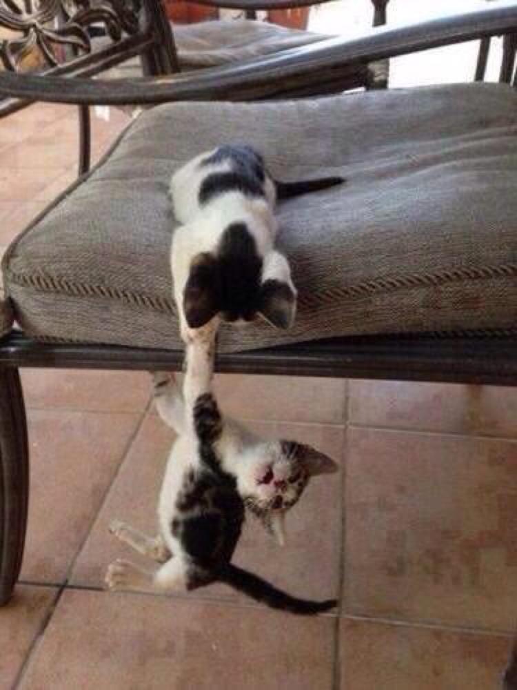 CauseWereGuys's tweet photo. "That's the last time I let them watch The Lion King!" http://t.co/ZElUHALEU9