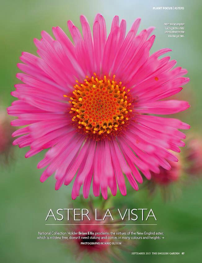 GriffinGlasshse's tweet photo. RT @Avondale_Brian: Our article about asters in @TEGmagazine out now! @Plantheritage #NatColl. photos: Richard Bloom
http://t.co/6szvBiVS9B
