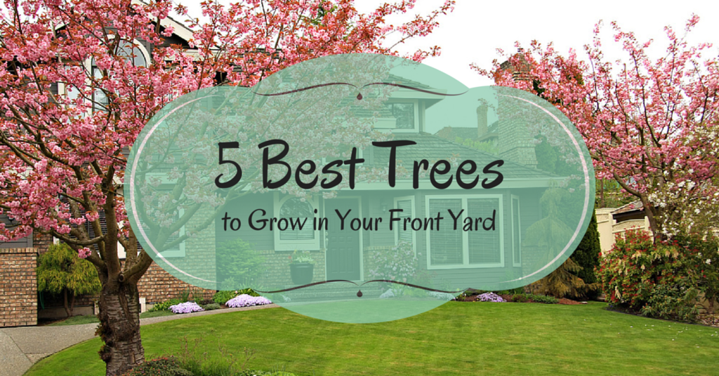 BrownBarkTree's tweet photo. Love how #3 adds a woodsy feel to any yard. How many of these beauties are at your house?? http://t.co/X7uD6alOQ9