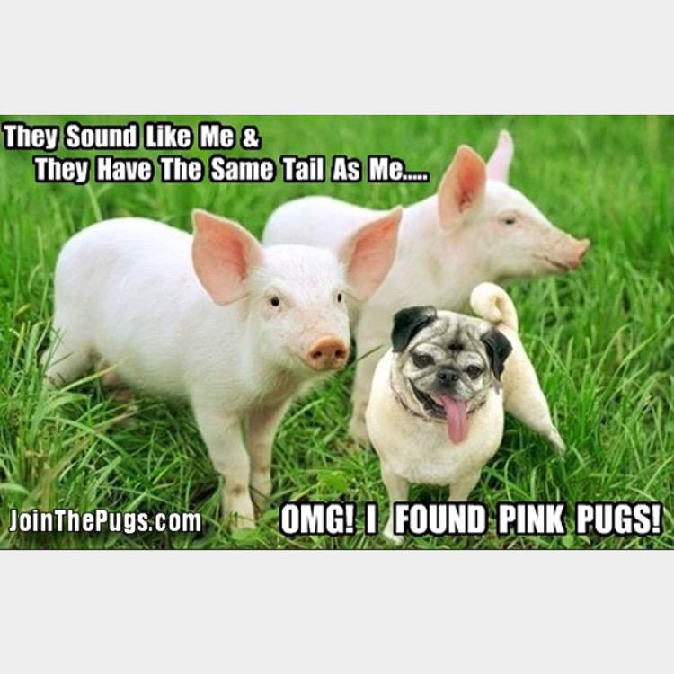 woofatBBB's tweet photo. LOL, Pink Pugs πΎπ·πΎ... #BBB #pinkpugs #pug #pugs #grumble #pugitems #pugrescue #dogs #smalldogs #vegan #animalrights http://t.co/cUB5OPrDjv