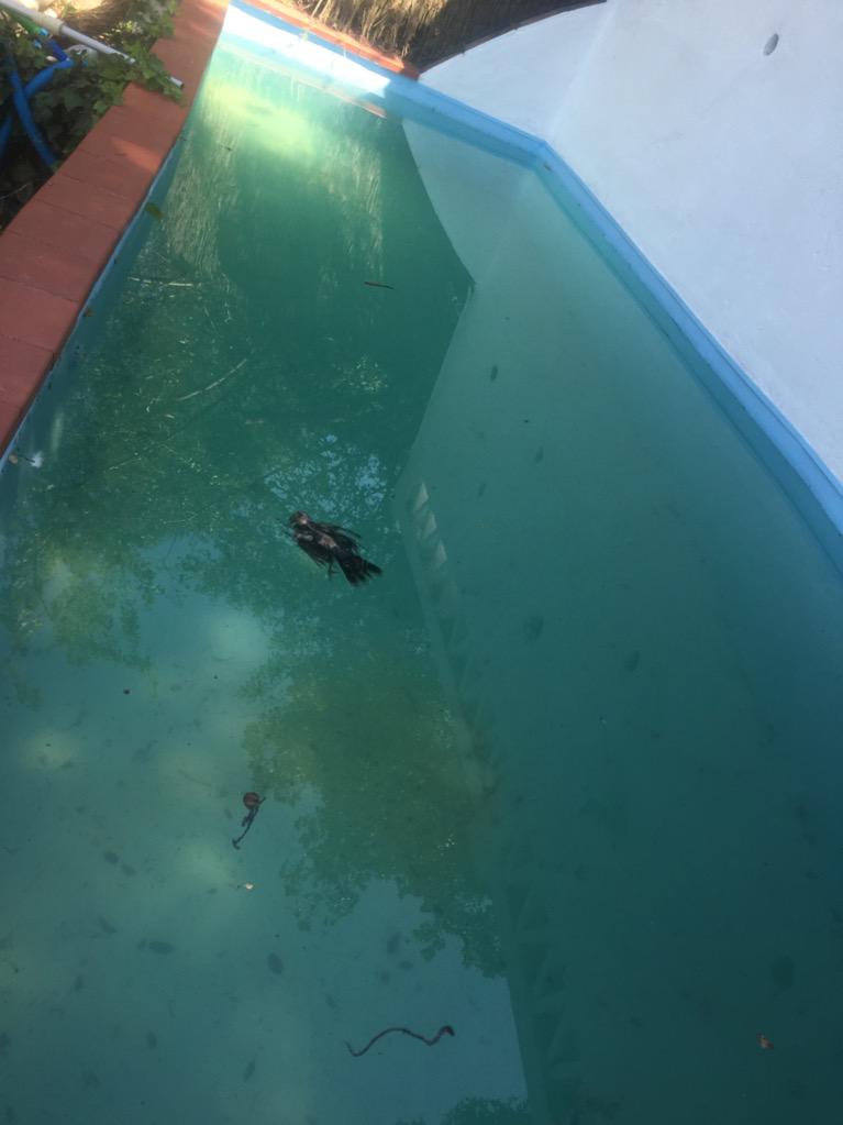 Wismichu's tweet image. Como cunde volver a casa pensando en meterse un chapuzón y tener la piscina llena de mierda con un pájaro muerto.