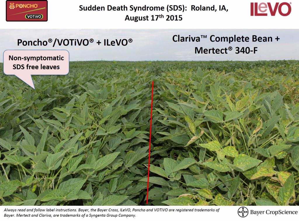fuse Infant Coping David Hollinrake on Twitter: "Wow! See Poncho VOTiVO & ILeVO. Great efficacy on SDS, a pest that robs farmers of $1B annually. http://t.co/R7nuvqzPxI" / Twitter fuse Infant Coping David Hollinrake on Twitter: "Wow! See Poncho VOTiVO & ILeVO. Great efficacy on SDS, a pest that robs farmers of $1B annually. http://t.co/R7nuvqzPxI" / Twitter