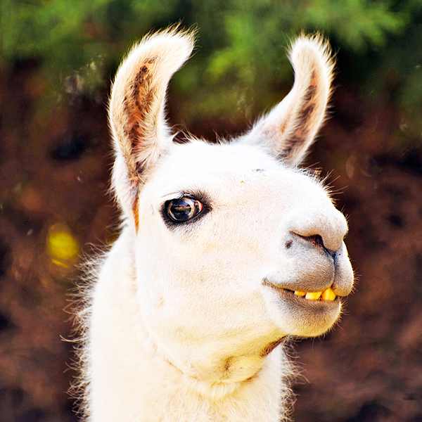 The drama llama does not approve of this fuckery.