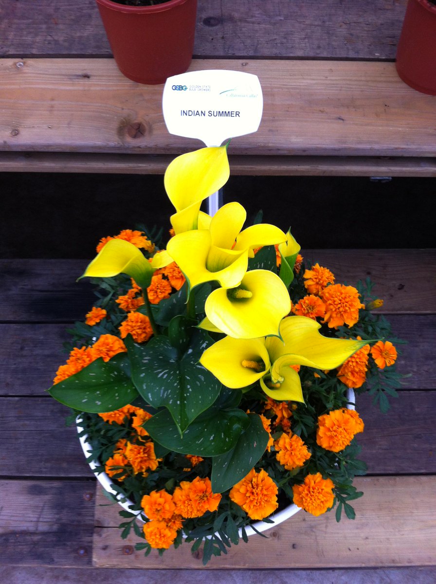 GoldenStateBulb's tweet image. Check out our thriving Callafornia Callas in our European Trials! #callalilies