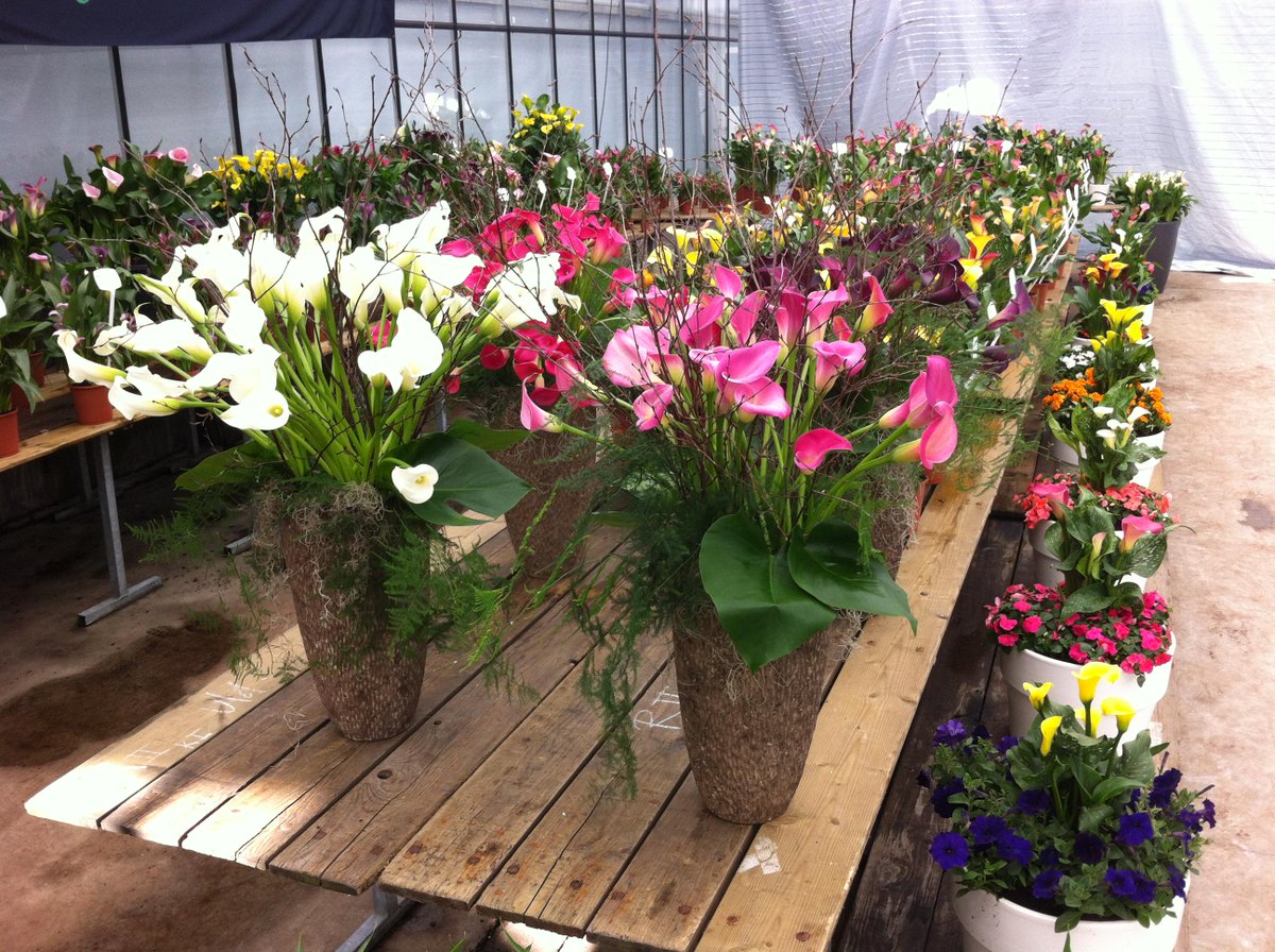 GoldenStateBulb's tweet image. Check out our thriving Callafornia Callas in our European Trials! #callalilies