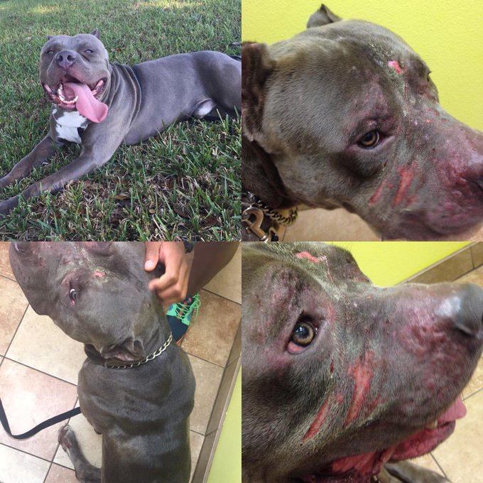 This is what happened to my dog from a "trainer" http://t.co/iqFMAbOBlc<a href="/tag/fan"class="tags"><span>#fan</span></a>