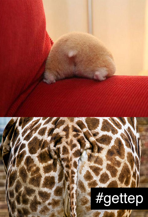 getupgetTep's tweet photo. Do you remember the fluffy #hamster #butt? So #cute, but we still prefer #giraffe butts! #gettep #fun http://t.co/VYhpAknnJA