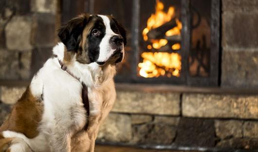 Meet Bachelor from the <a href="/ritzcarlton/">The Ritz-Carlton</a>. More ridiculously cute hotel animal pics here jetsett.rs/u62pYI