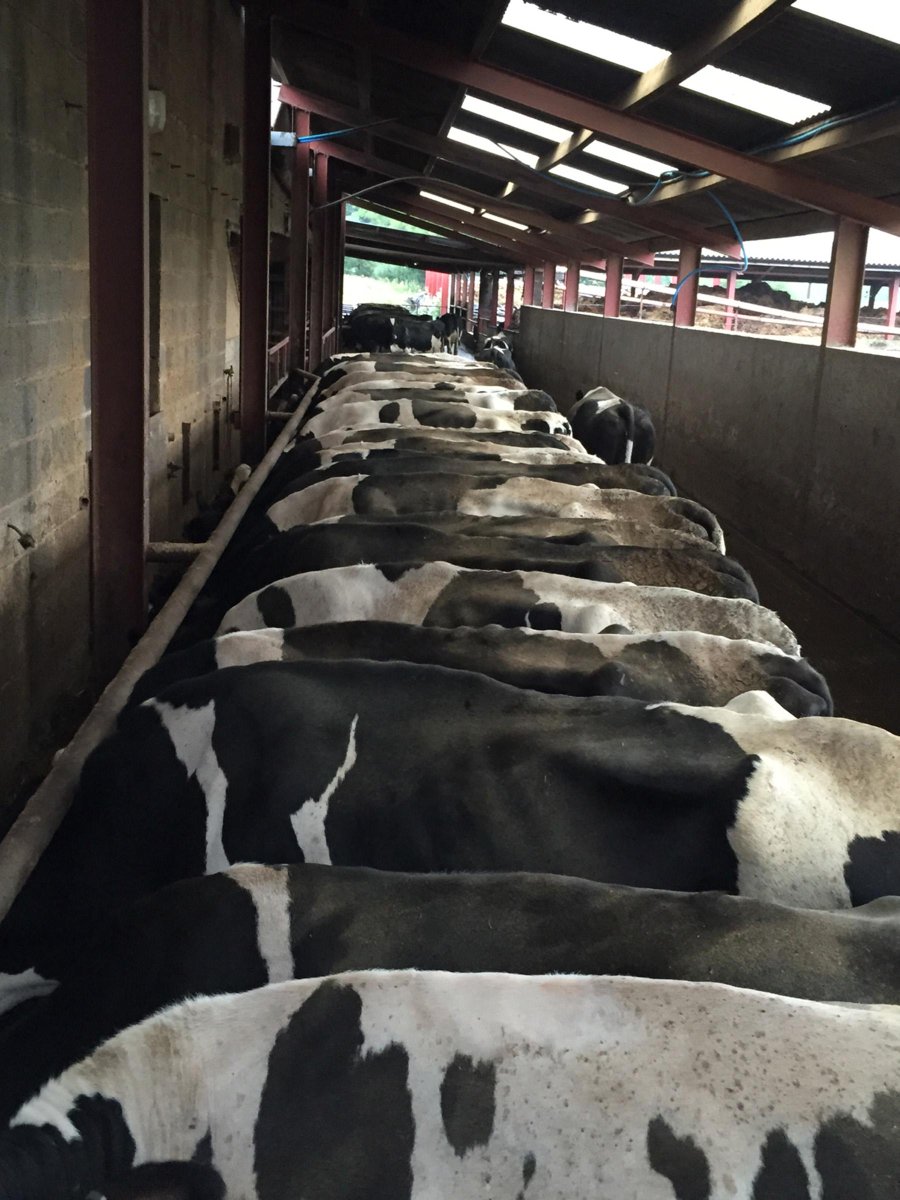 FarmersGuardian's tweet photo. Feeding time at Dan Parkin's dairy farm in Chipping, Lancashire #farm24 http://t.co/LZNtqzJXZl