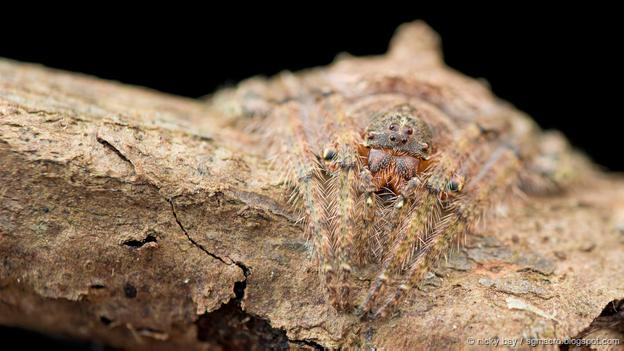 qikipedia's tweet photo. The wrap-around spider wraps itself around a branch in daylight to conceal itself. http://t.co/mA5ynHtX5i