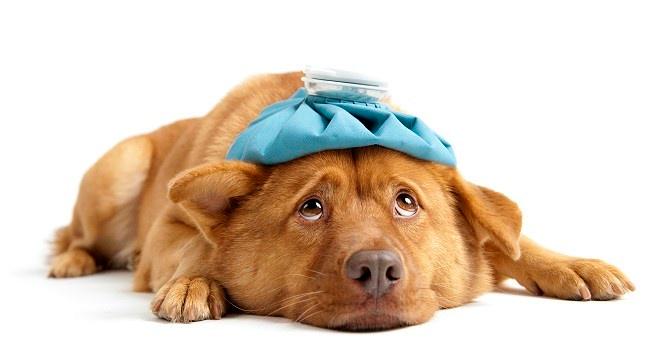 VengaGlobal's tweet photo. #Translation #review can be a pain. Here is the medicine you need!  #solution http://t.co/qAwA38P98M by @VengaGlobal http://t.co/vYoe4YH5A8