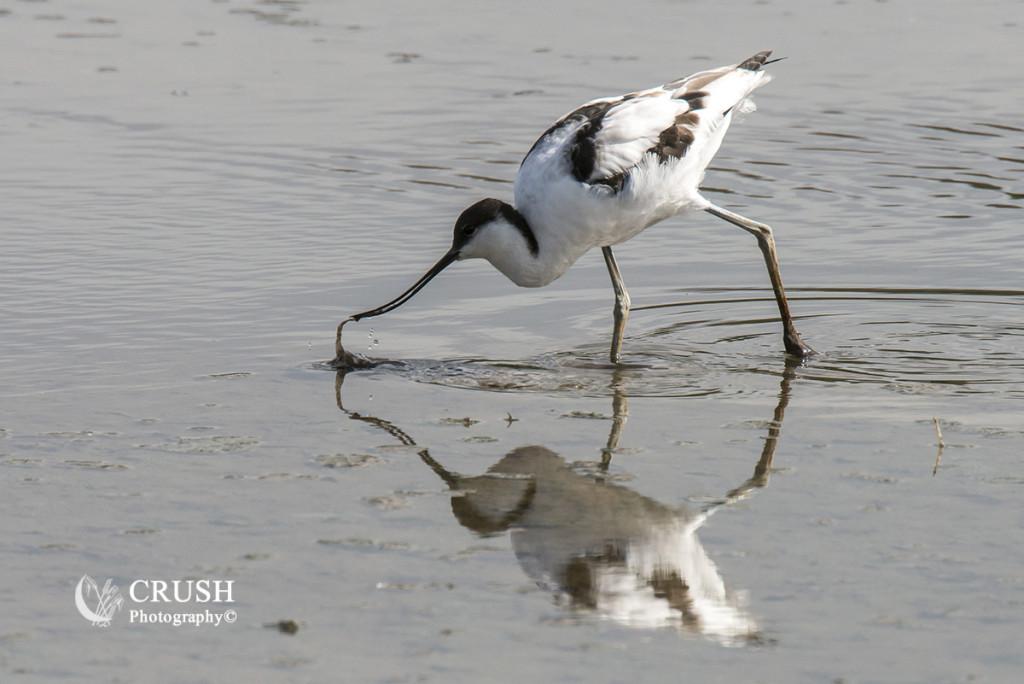 CRUSH_Photoblog's tweet photo. 'I went for a walk on Titchwell Marsh Four' #TitchwellMarsh #Avocet #LargeWader #RSPB http://t.co/WiUy9ERoiN http://t.co/vgghPvKLAL