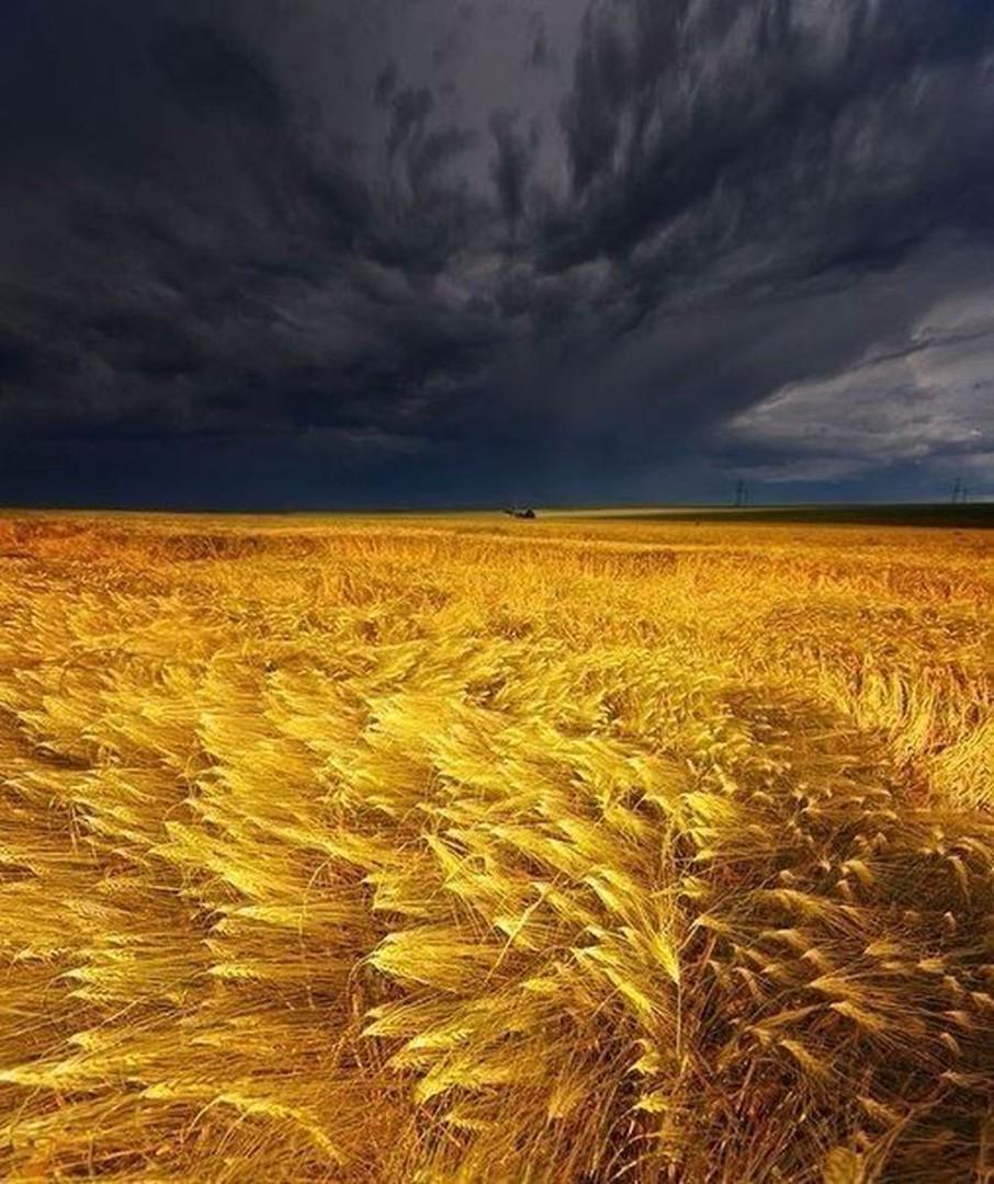 Image result for barley field storm