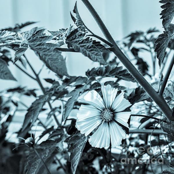 campyphotos's tweet photo. New artwork for sale! - "Cyanotype Cosmos II" - http://t.co/xlkl0GGgRU @fineartamerica http://t.co/KtZ5vhsiRl