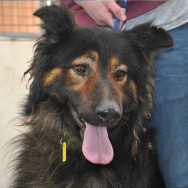 #NorthWales <a href="/NCARUK/">NCARescue</a> Zeus is a very handsome boy who came into the rescue with his ... rescuedogs.org.uk/dog-rescues/wa…