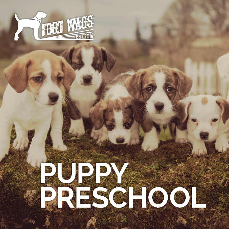 FortWags's tweet photo. Back to school for you and your dog! Class begins this September. http://t.co/HWoPg4w4Gf #BackToSchool #dogtraining http://t.co/eEde2VDAXH