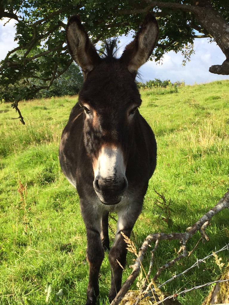 duskymooncb's tweet image. How'dy neighbour?!