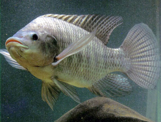 Floryalba's tweet photo. Siembran alevines de tilapia en sistemas lagunares de Tabasco. http://t.co/mfVs7IqYFz http://t.co/sLwYaH7wu5