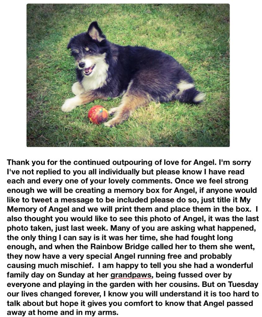 Angelthefurball's tweet photo. For everyone who loved Angel - thank you! http://t.co/LBDcFpjYBC