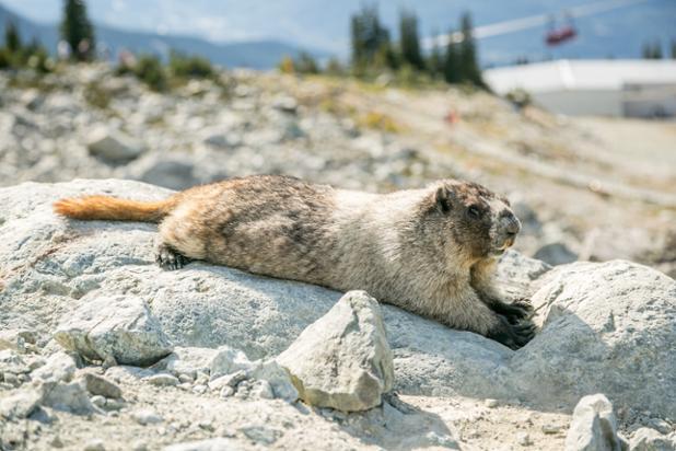 Marmots are the largest species of the squirrel family! ow.ly/R9zWS #marmotmoments #explorecanada #natgeo