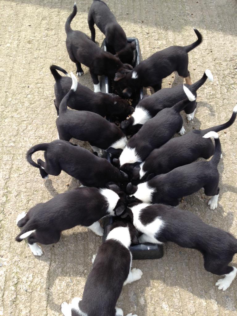 johnny400's tweet image. Pup feeding time @FarmersGuardian #farm24