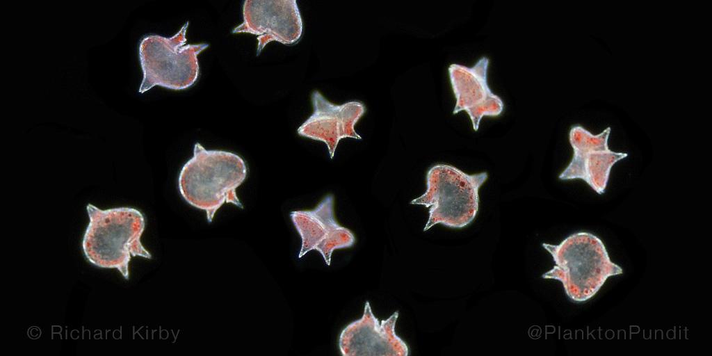 Summer #Plankton strawberries ? Not quite. They're predatory Protoperidinium dinoflagellates. 0.3mm terrror cells!
