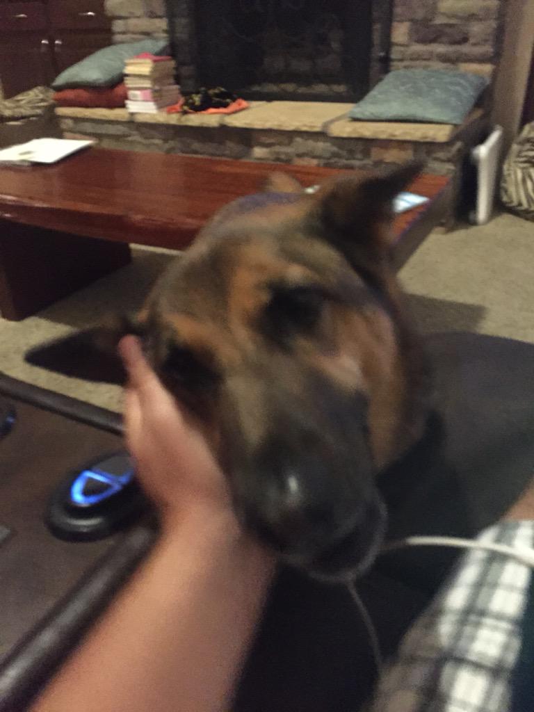 thedruidlegacy's tweet image. Great line from Dean Koontz. When you pet your dog, you are both patient and therapist.