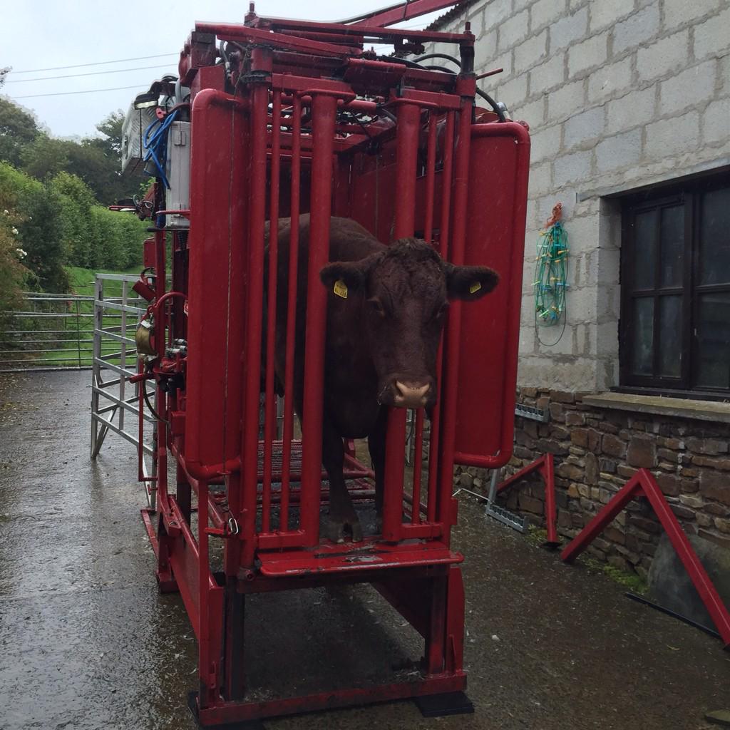 Davidrowe_1's tweet image. Last cow trimmed today #farm24 #dairyland #Devons