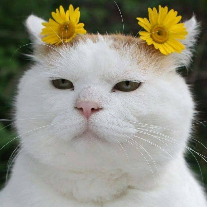 tzx3la's tweet image. When you realize holidays are coming to an end soon
#summer #holidays #vacation #sun #chillout #travel #cats #life