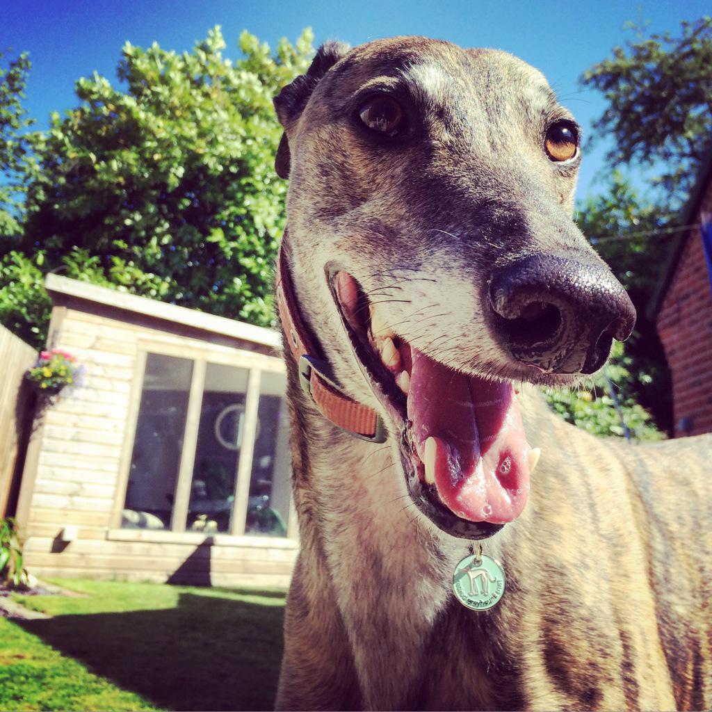 Squeaky Ted tweet media