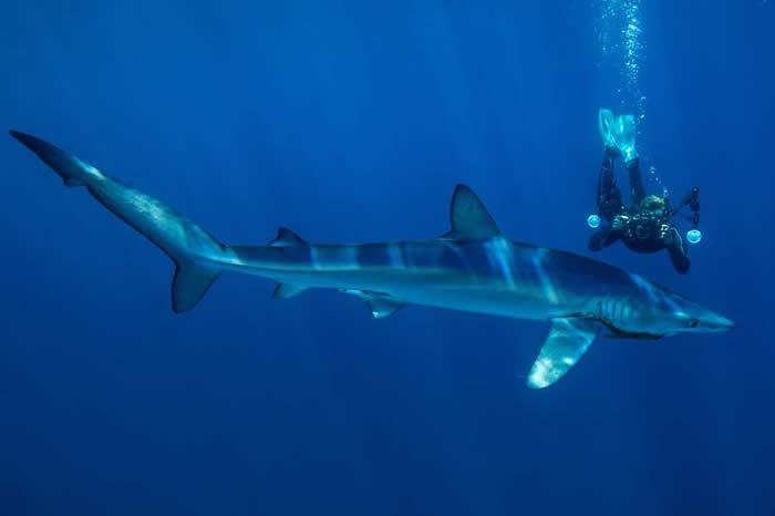 PRichardsIM's tweet image. .@DGeddesIM reports on the intriguing world of underwater photography: ack.net/SwimmingwithSh…