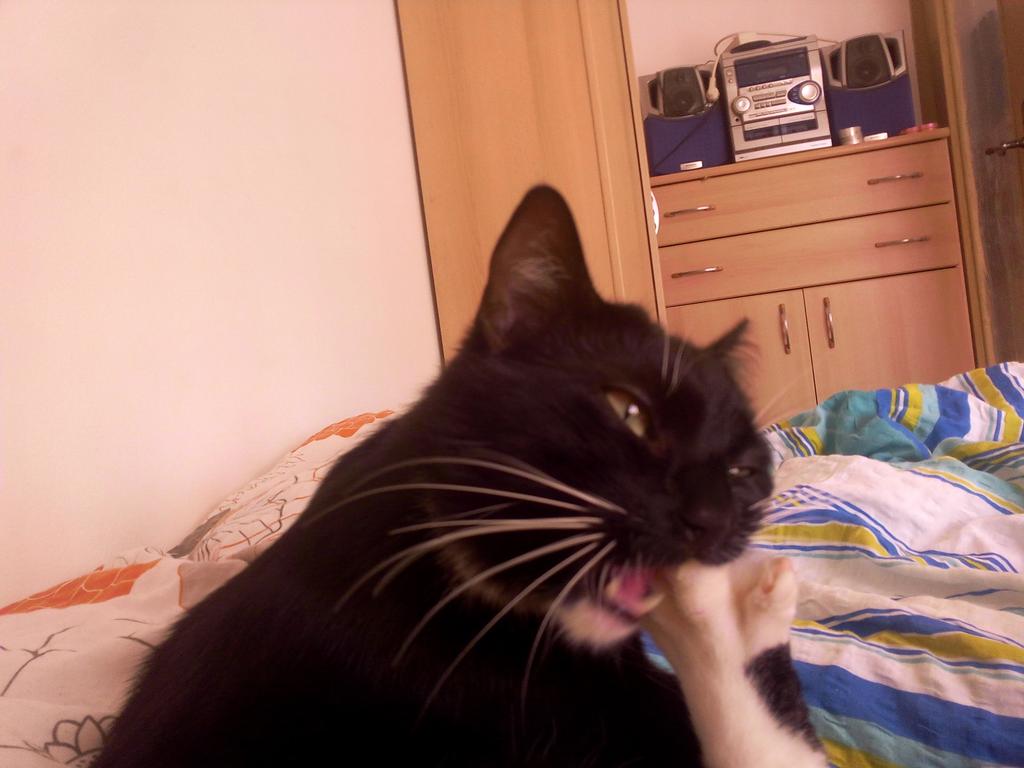 Neueste Art der fußpflege . na wer ist neidisch 😂 btw das ist Jackson #catcontent